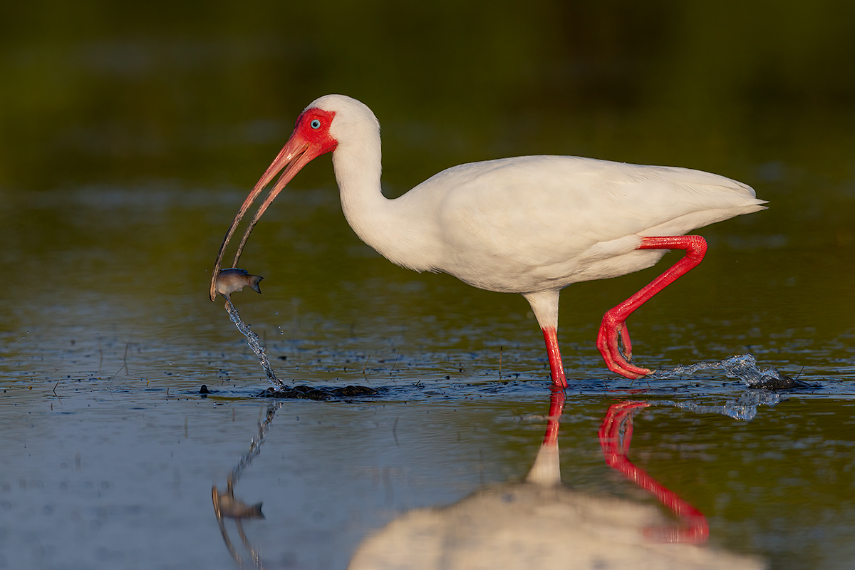 October 2022 Nature- Jerry Fornarotto-Ibis with Small Fish